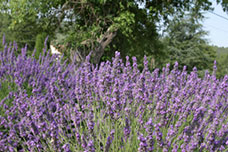 Lavendel